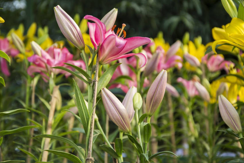 How to Grow Liliums The Seed Collection